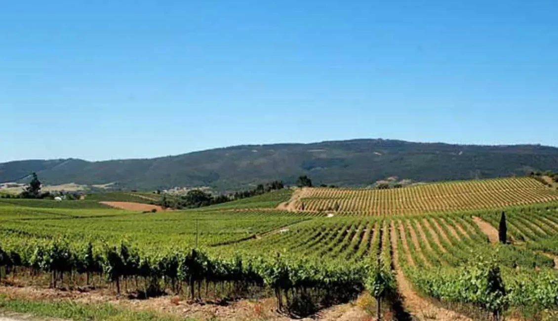 Gala de Abertura Cidade do Vinho 2025