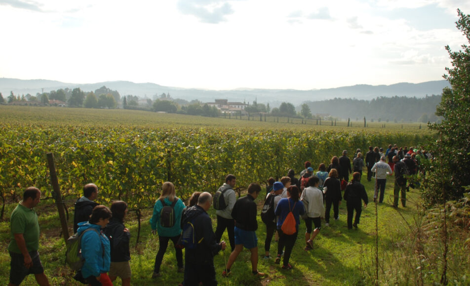 Da vinha ao copo: Caminhar para Conhecer Barcelos