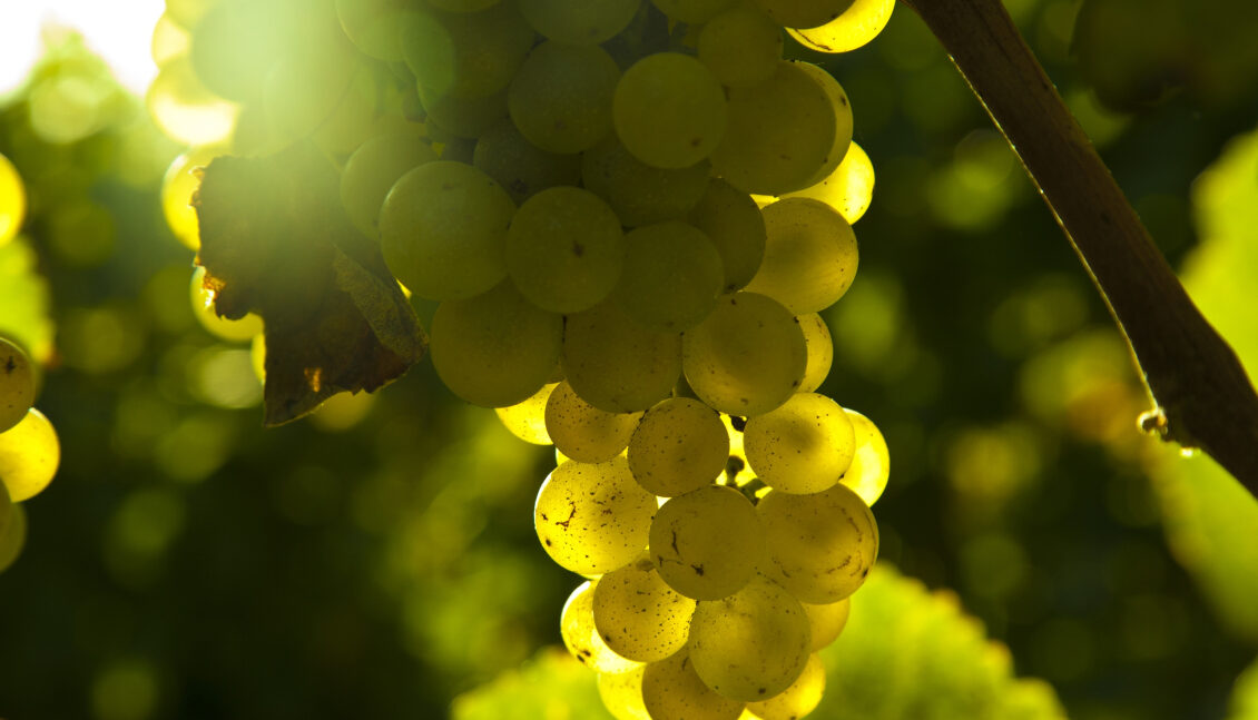 Rota do Vinho e da Vinha