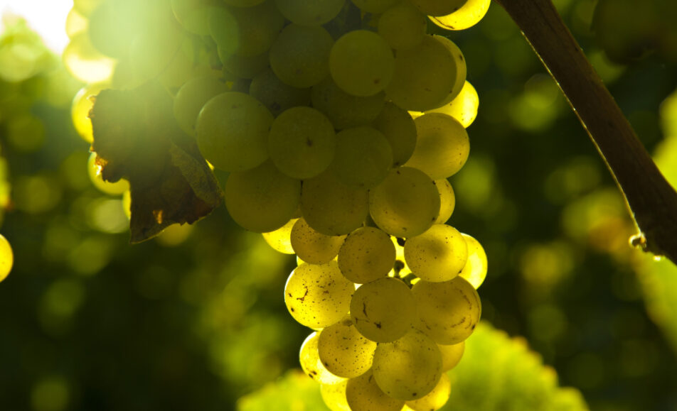 Rota do Vinho e da Vinha