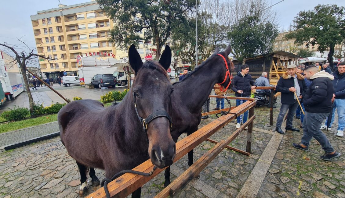Feira dos Vinte