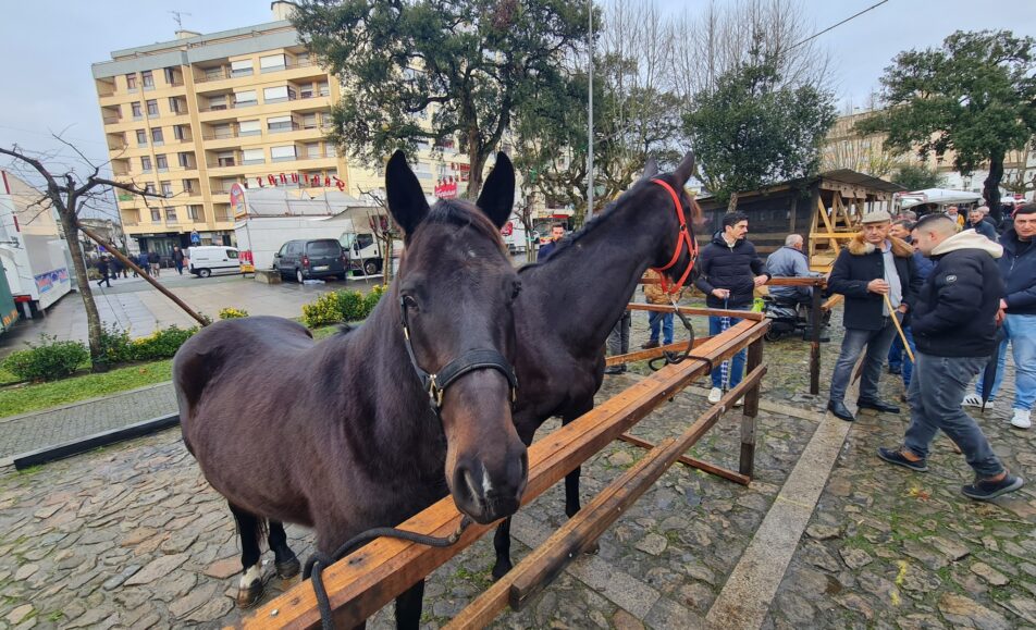 Feira dos Vinte